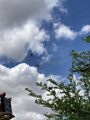 Trichonephila senegalensis