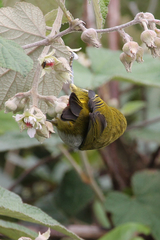 Zosterops ceylonensis