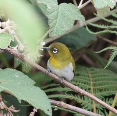 Zosterops ceylonensis