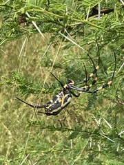 Trichonephila senegalensis