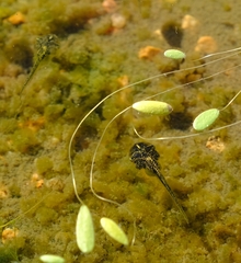 Phrynomantis annectens