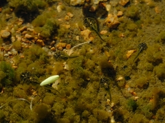 Phrynomantis annectens