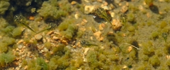 Phrynomantis annectens