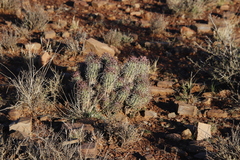 Euphorbia stellispina