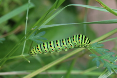 Papilio machaon britannicus