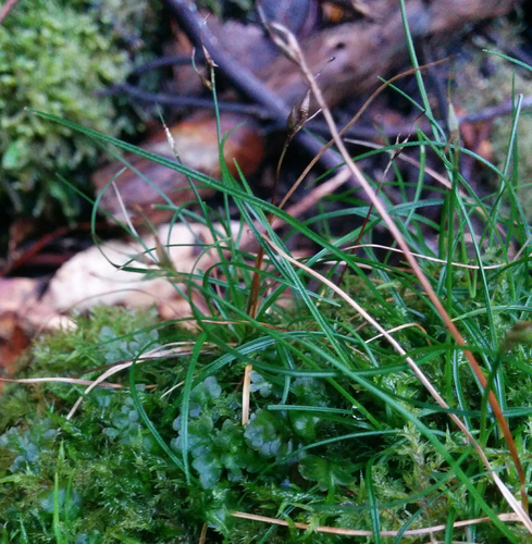 Carex austrotenella · iNaturalist