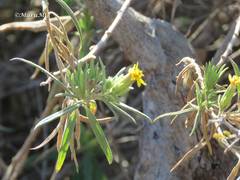 Trixis angustifolia