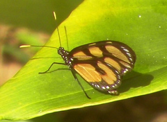 Thyridia psidii aedesia