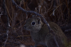Microcavia australis