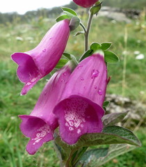 Digitalis purpurea purpurea