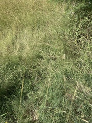 Trichonephila senegalensis