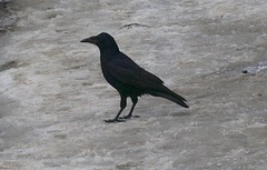 Corvus frugilegus