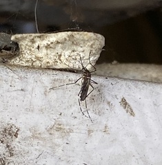 Aedes notoscriptus