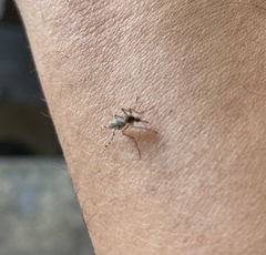 Aedes notoscriptus