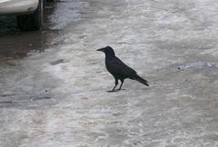 Corvus frugilegus
