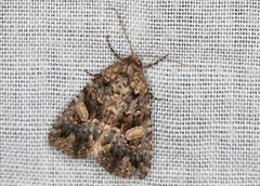 Condica macrosema