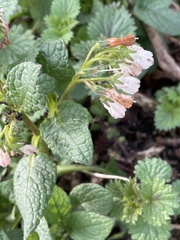 Symphytum × hidcotense