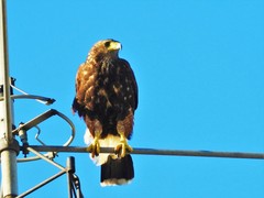 Parabuteo unicinctus