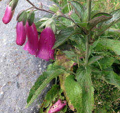 Digitalis purpurea purpurea