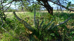 Hoodia