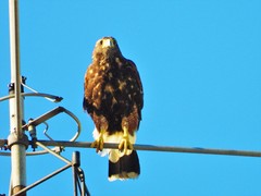 Parabuteo unicinctus