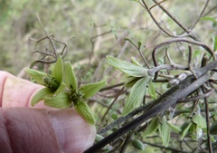 Clematis marata