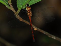 Aeschnosoma forcipula