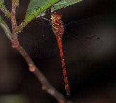 Aeschnosoma forcipula
