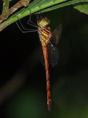 Aeschnosoma forcipula