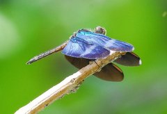 Zenithoptera fasciata