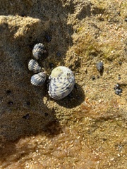 Echinolittorina interrupta