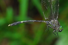 Zonophora