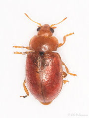Coccidula rufa
