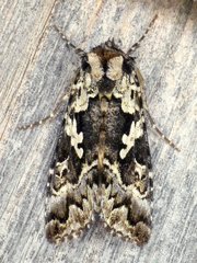 Syngrapha rectangula