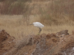 Egretta garzetta