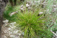 Carex raoulii