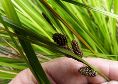 Carex raoulii