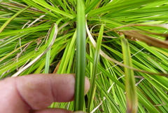 Carex raoulii