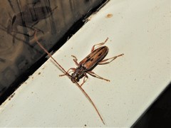 Eburida sublineata