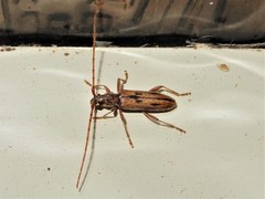 Eburida sublineata
