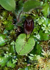 Corybas orbiculatus