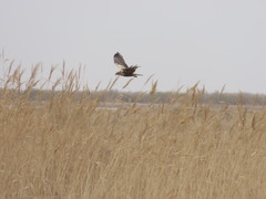 Circus aeruginosus