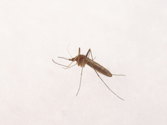 Culiseta morsitans
