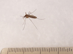 Culiseta morsitans