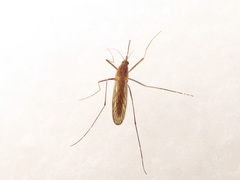 Culiseta morsitans