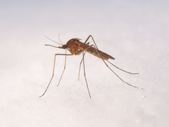 Culiseta morsitans