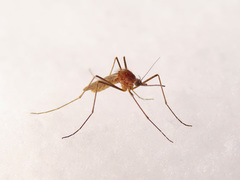 Culiseta morsitans