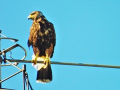Parabuteo unicinctus