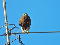 Parabuteo unicinctus