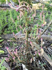 Celosia spicata